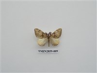 藏品(尺蛾585)的圖片